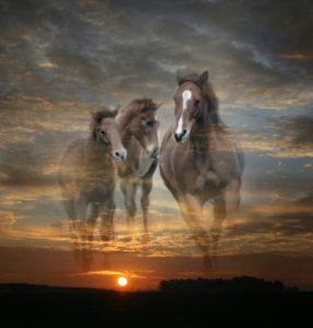 Horses superimposed on evening clouds and sunset.