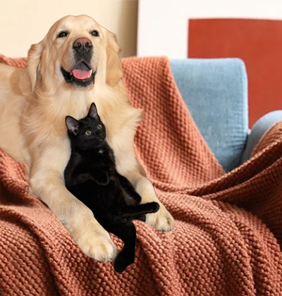 Dog and cat on couch