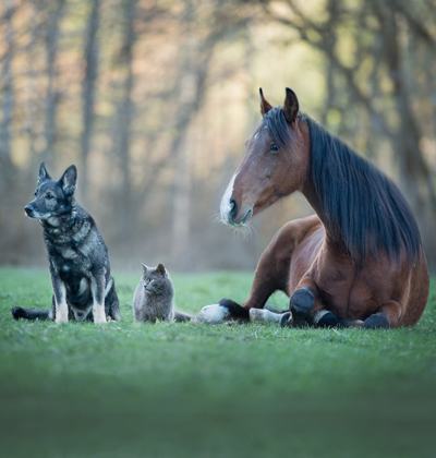 Dog, cat and horse outside on the grass.